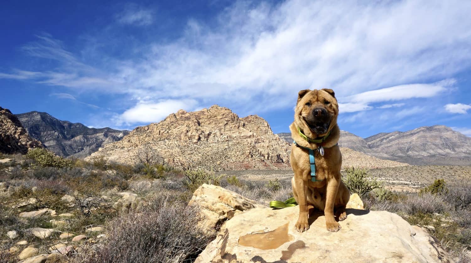 6 Steps To Get Your Dog To Pose For Photos