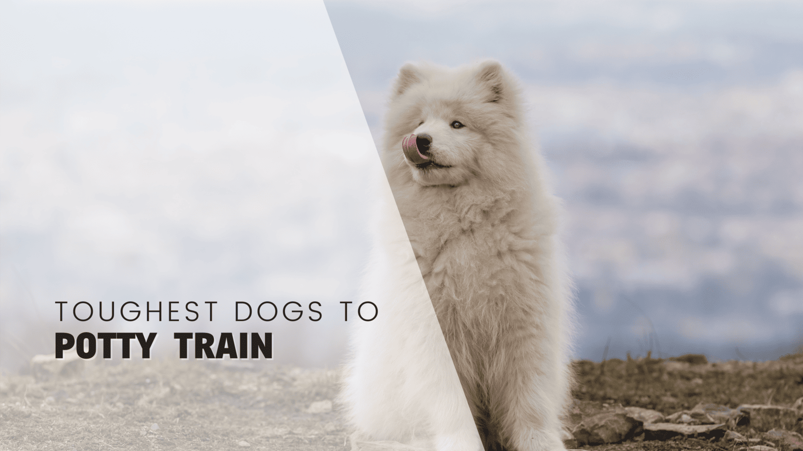 The Toughest 25 Dogs To Potty Train