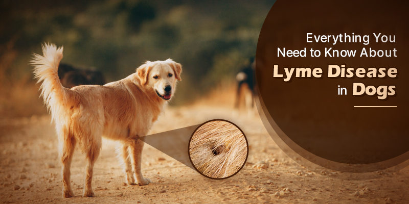 Key Facts of Lyme Disease in Dogs