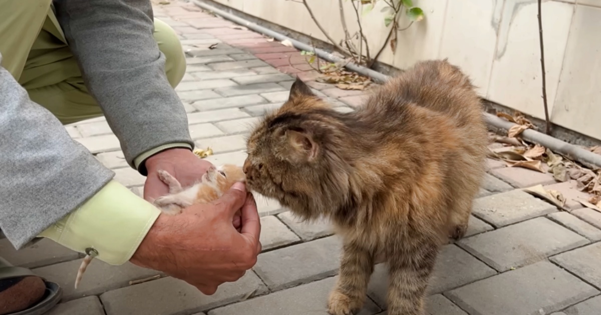 Stray Cat Brings Her Sick Kittens To The Only Man She Trusts