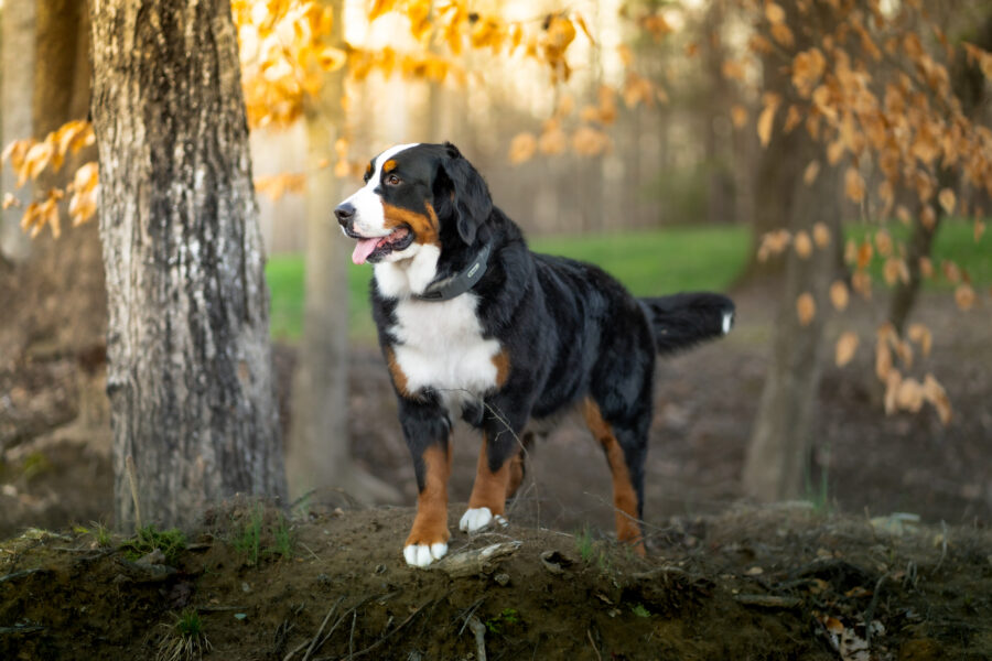 Taking Care of Your Dog’s Heart: Tips for a Healthier Life