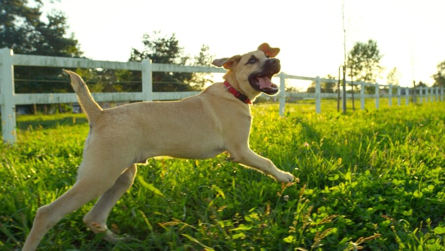 Button-Pressing Dogs vs. Natural Canine Expression