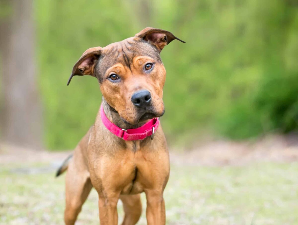 11 Best Dog Breeds For People On A Budget