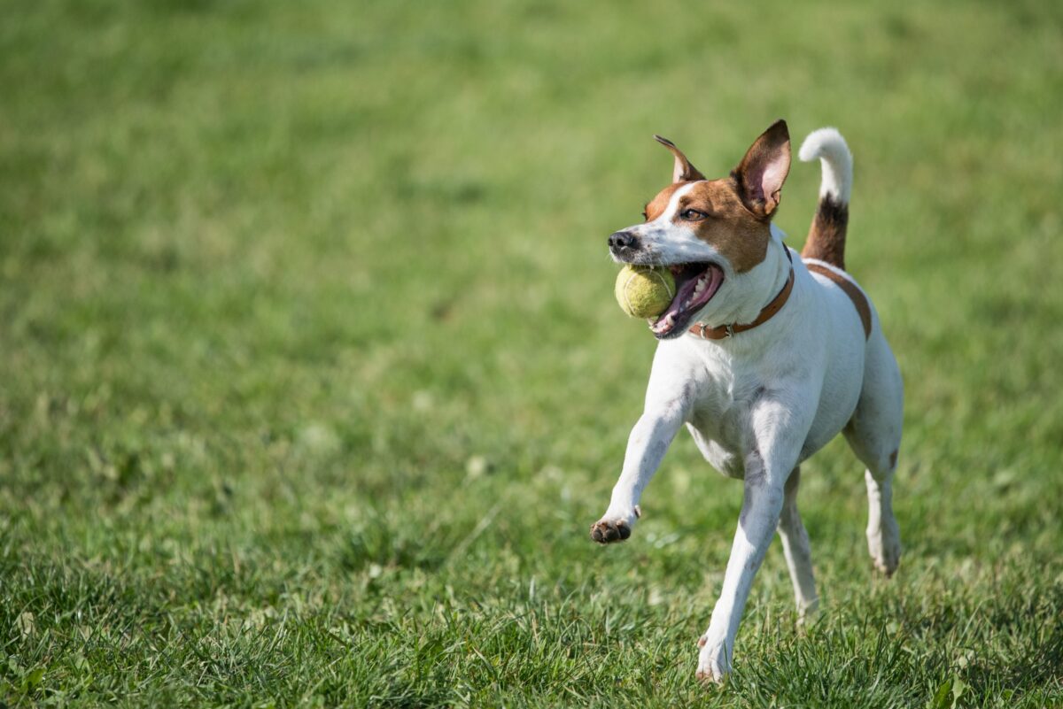 11 Most Obscure Working Dog Breeds You’ve Probably Never Heard Of