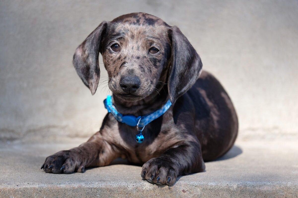 15 Dachshund Colors, From Unique To Classic