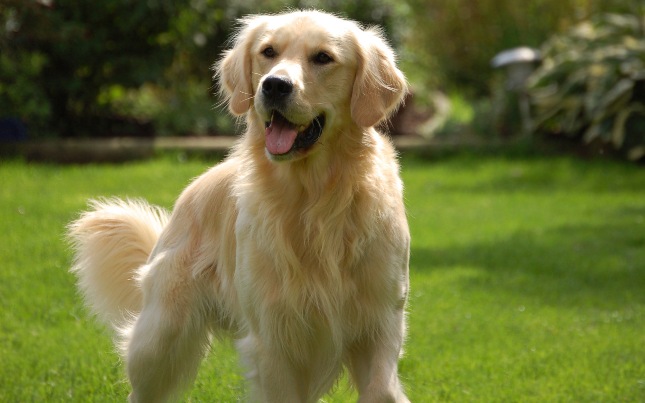 Best Family Dog Breeds – Choose Your Ideal Pet