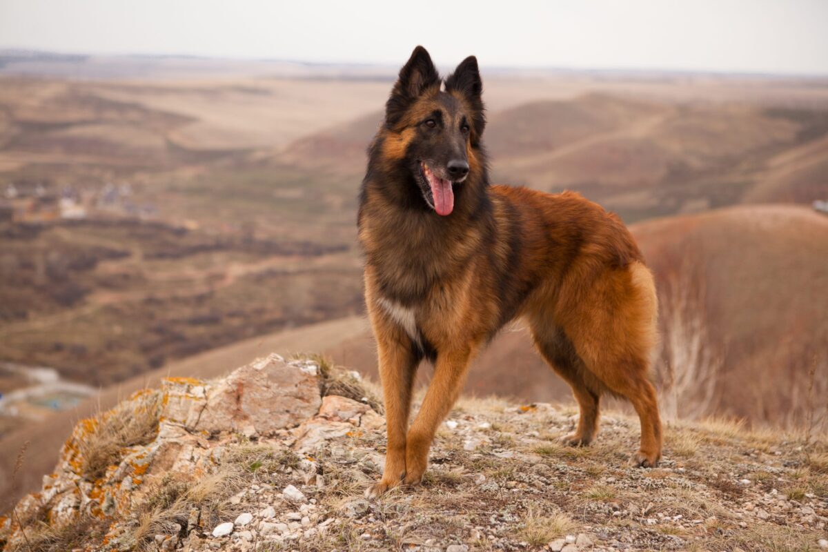 Dog Breeds Declining In Popularity, According To The American Kennel Club