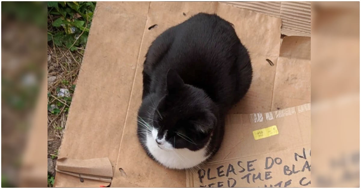 Guy Spots A ‘Sad Stray Cat’ Sitting On Cardboard With Comical Note