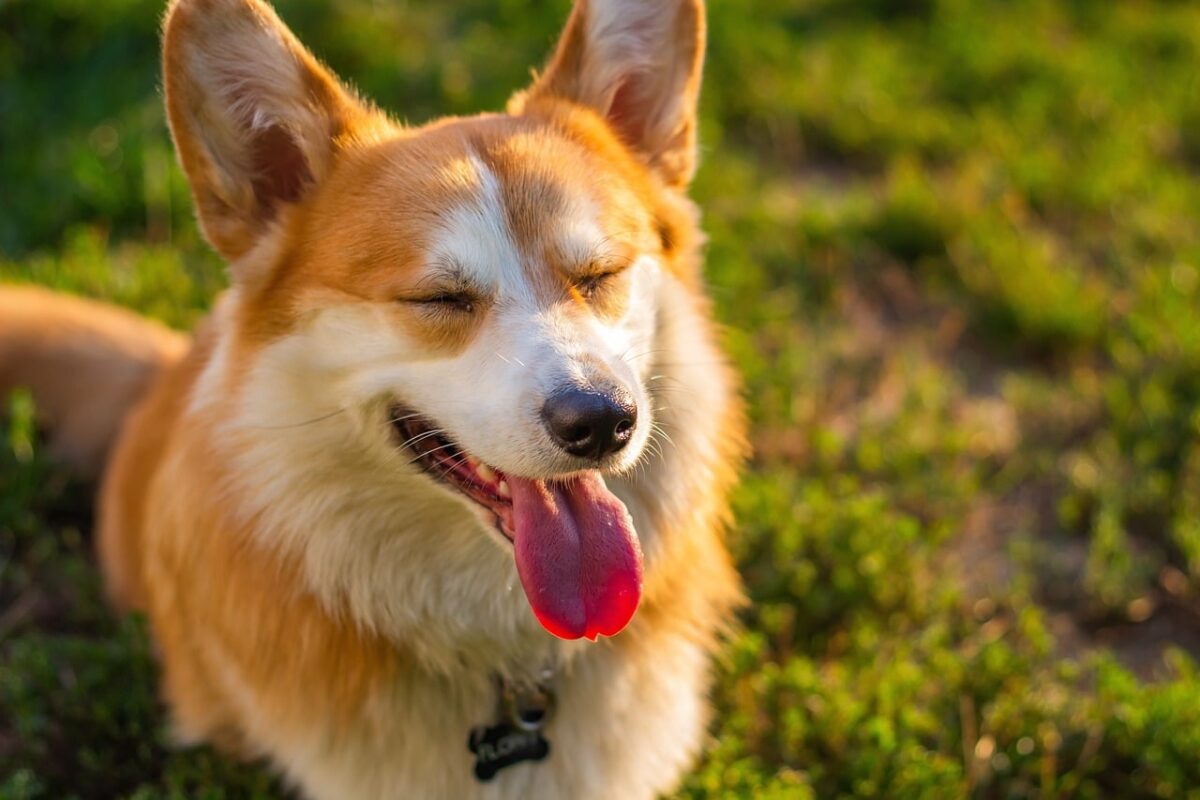 How Do I Know If My Dog Is Happy? 12 Signs Of A Happy Dog