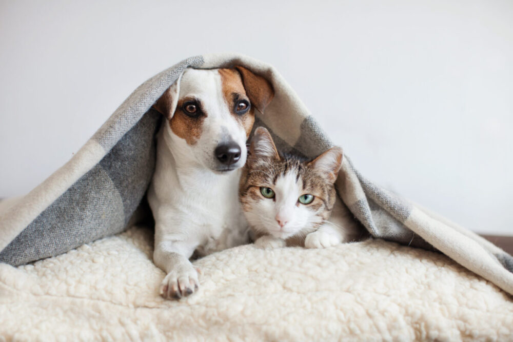 Inflammation in Dogs and Cats – Unveiling the Hidden Signs