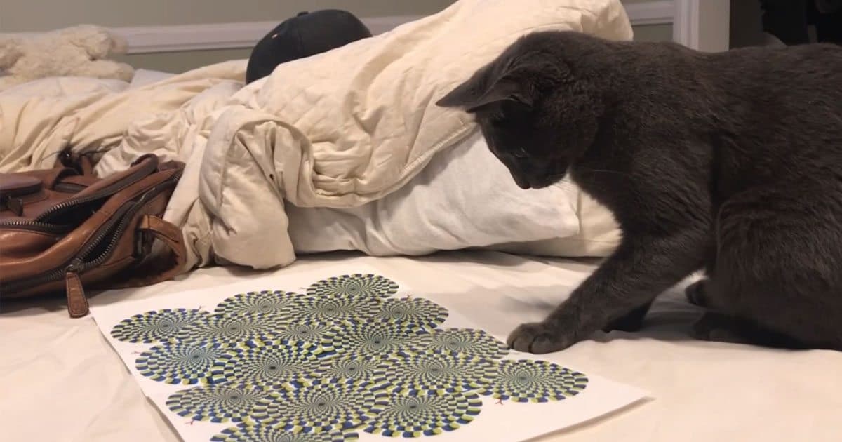 Owner Shows Optical Illusion to Cat, and the Hilarious Reaction Is a Must-See