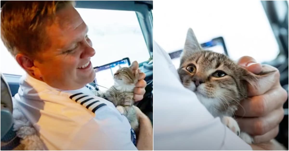 Pilot Picks Up Kitten And Can’t Put Her Down, Adopts Her On The Plane