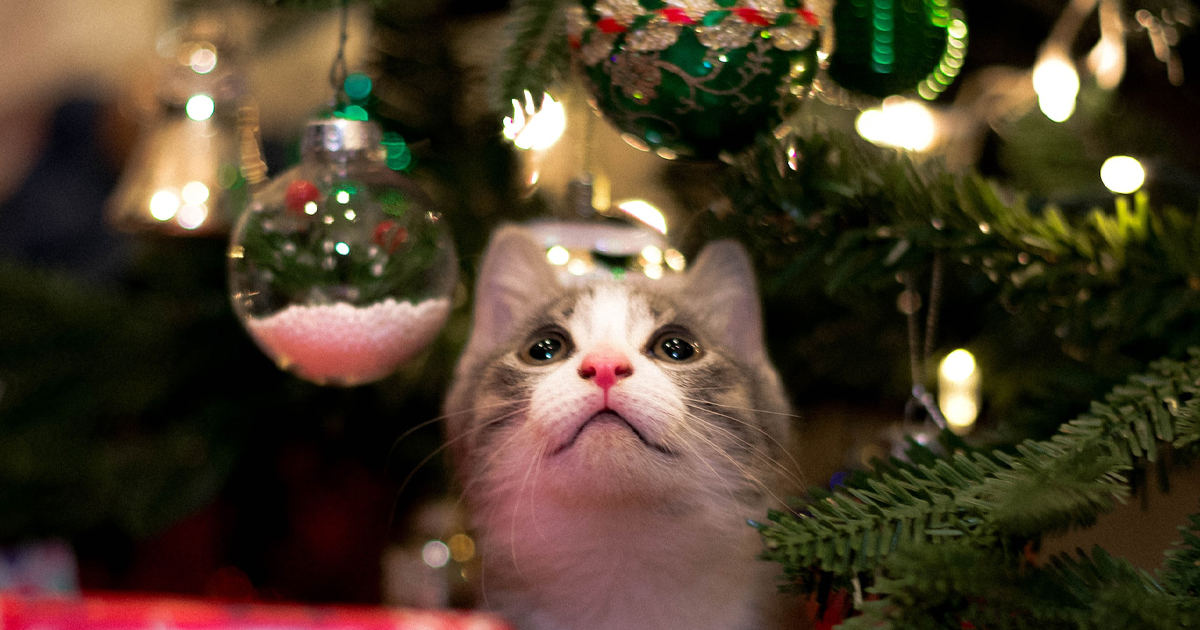 The Ultimate iHeartCats Holiday Gift Guide For Cat Lovers