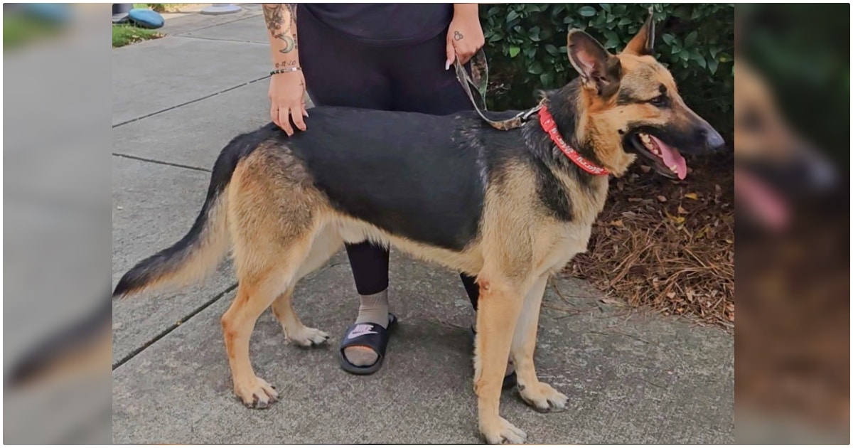 Woman Visiting Shelter Sees Dog With Same Markings As The One She Lost