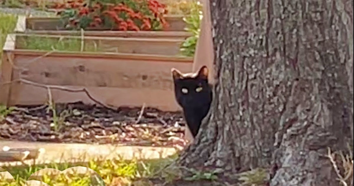 Couple Does The ‘Kindest Thing’ For A Stray Cat That’s Fit For A King