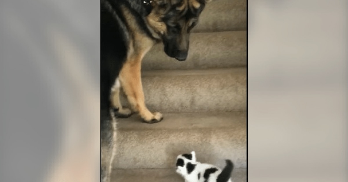 Dog Notices Tiny Kitten Struggling with Stairs and Steps In to Help — It’s Too Adorable to Miss