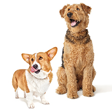 Small breed and large breed adult dog