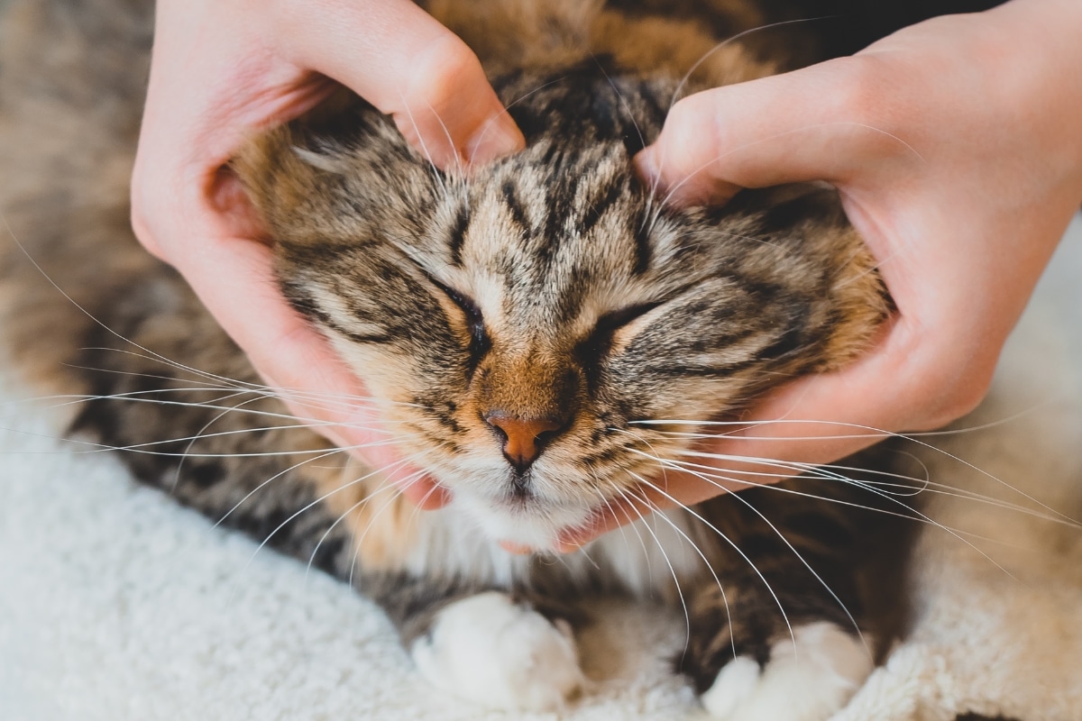 11 Signs Your Cat Thinks They’re Your Therapist