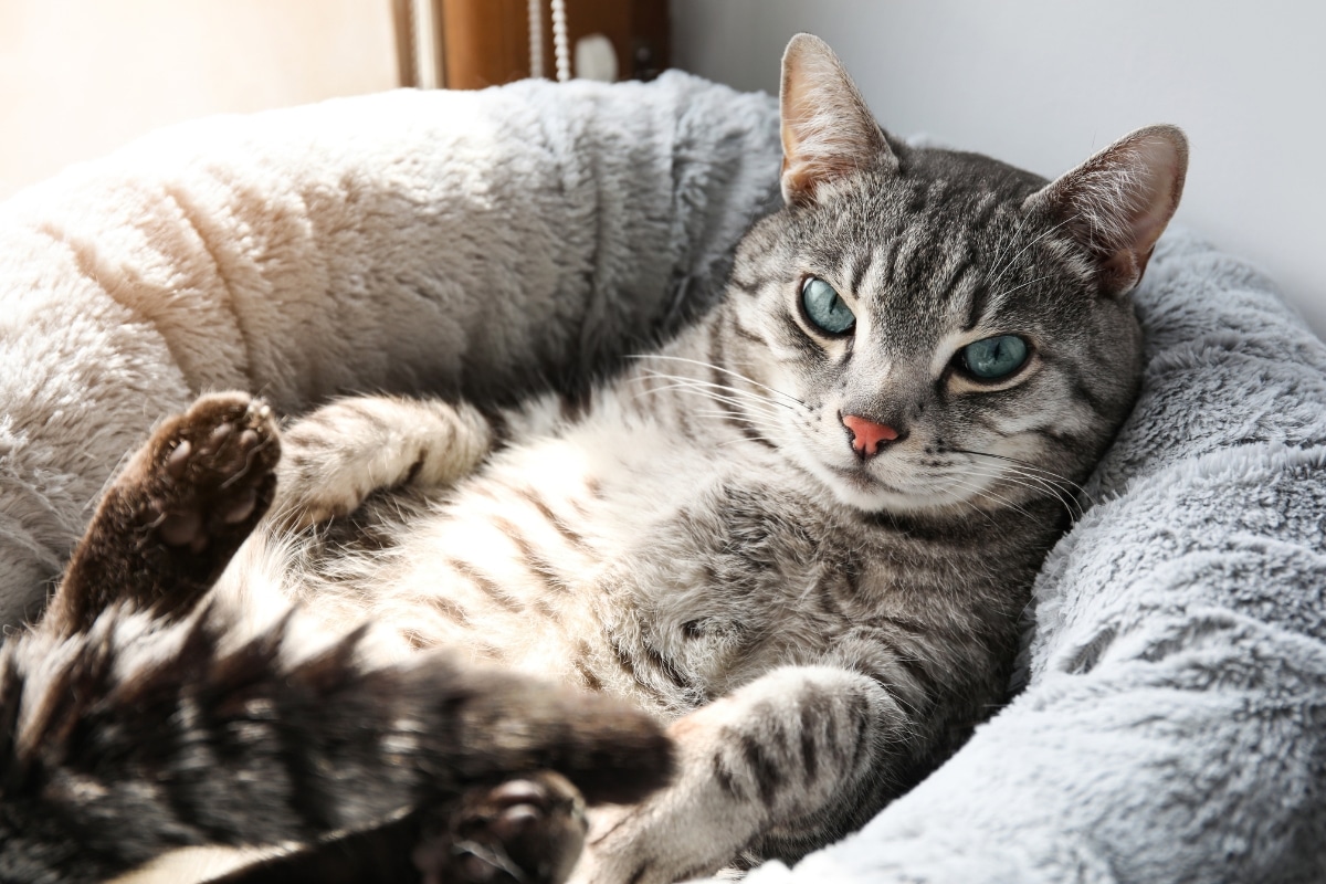 11 Ways Your Cat Tells You They’re in Charge of Your Life