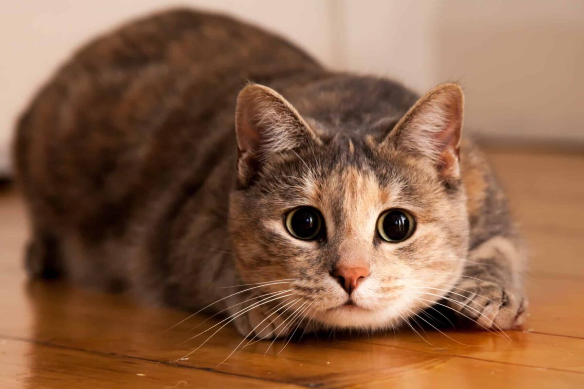 13 Reasons Cats Are the Best Pet for Introverts