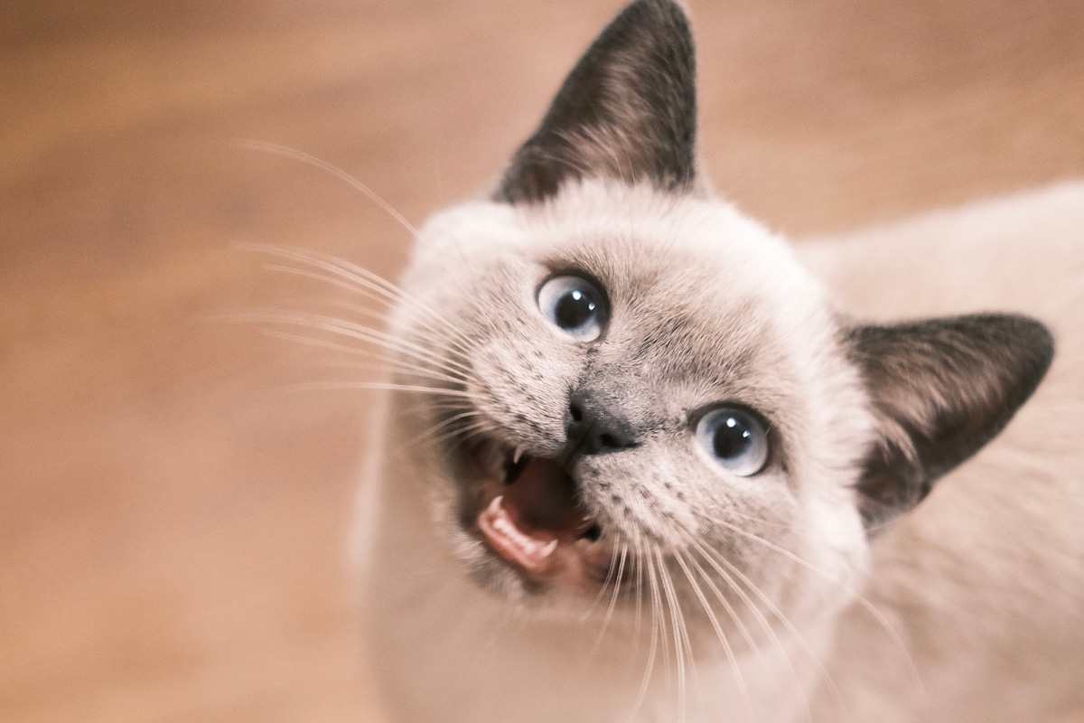 13 Ways Your Cat Shows You They’re Always Paying Attention