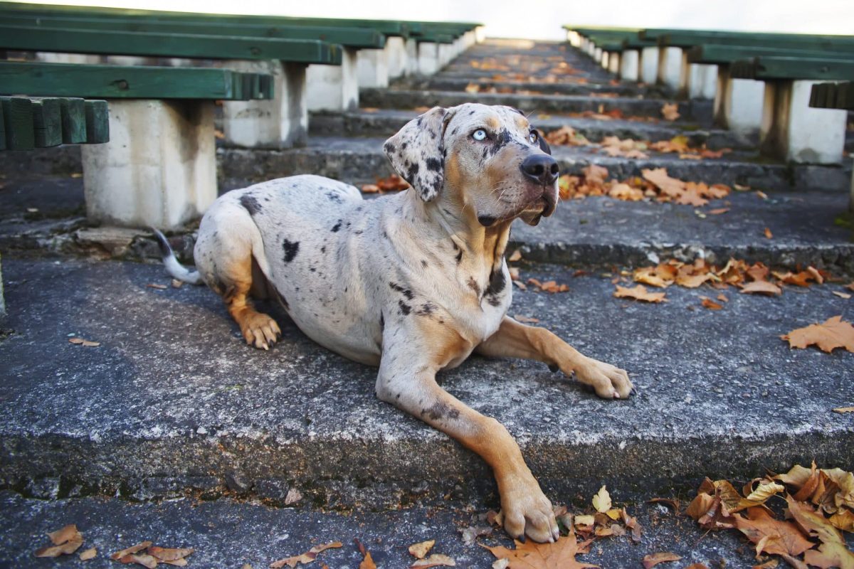 15 Dog Breeds That Have Played a Huge Role in History—But Get No Credit