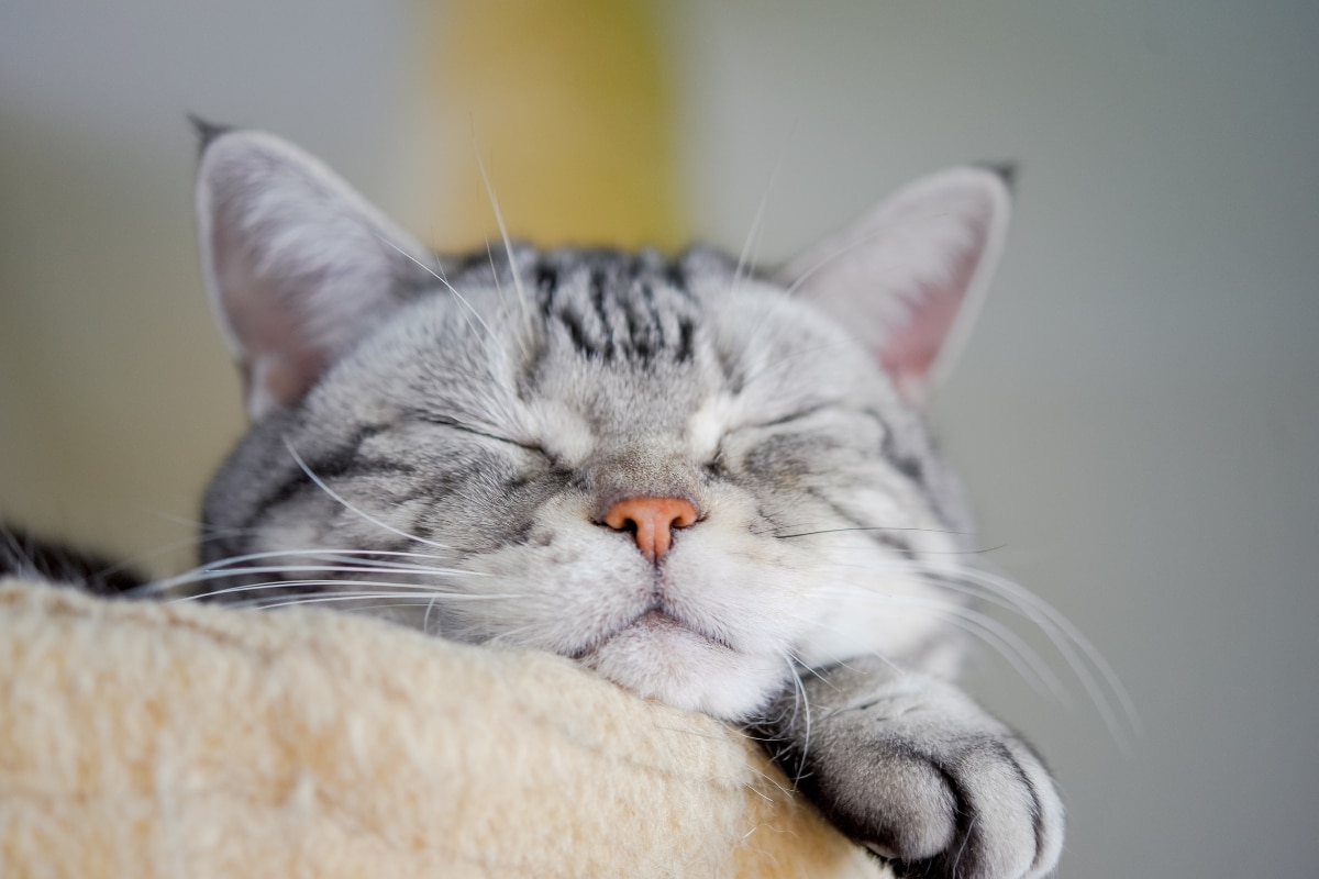 15 Things Your Cat Does to Make You Feel Special