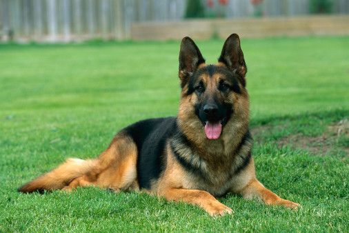 8 Tips to Choose the Perfect Dog Breed For Your Family – Petsworld