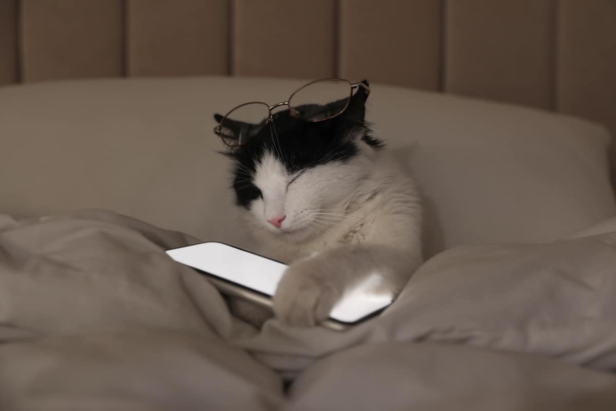 9 Clues Your Cat Has a Secret Hobby You Don’t Know About