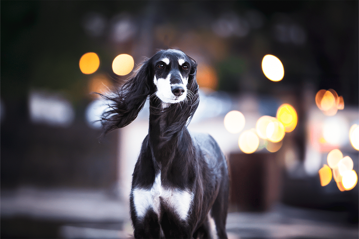 9 Dog Breeds That Have the Iconic Style of a Supermodel