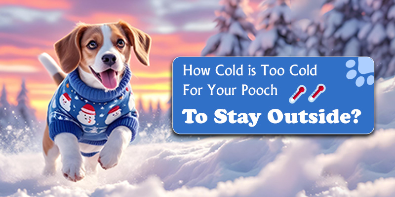 How Cold is Too Cold For Your Pooch to Stay Outside?