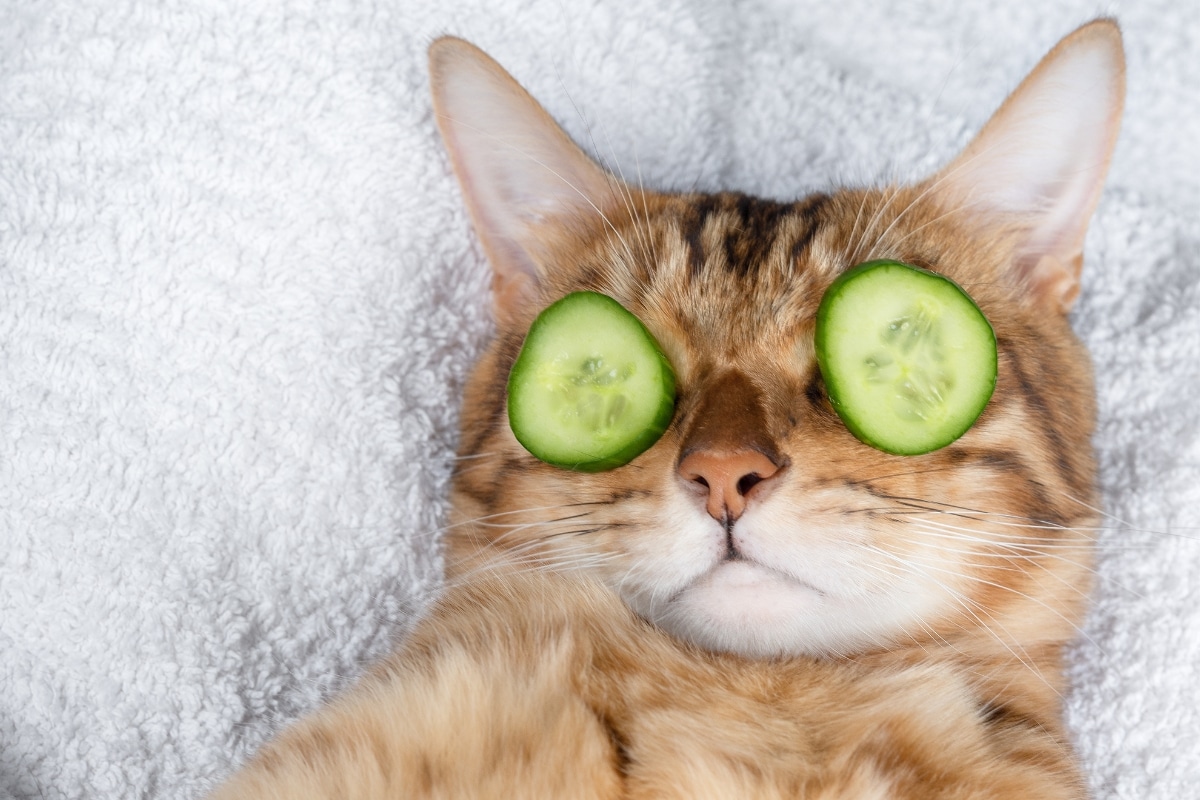 Top 13 Cat Breeds That Are Masters of Relaxation