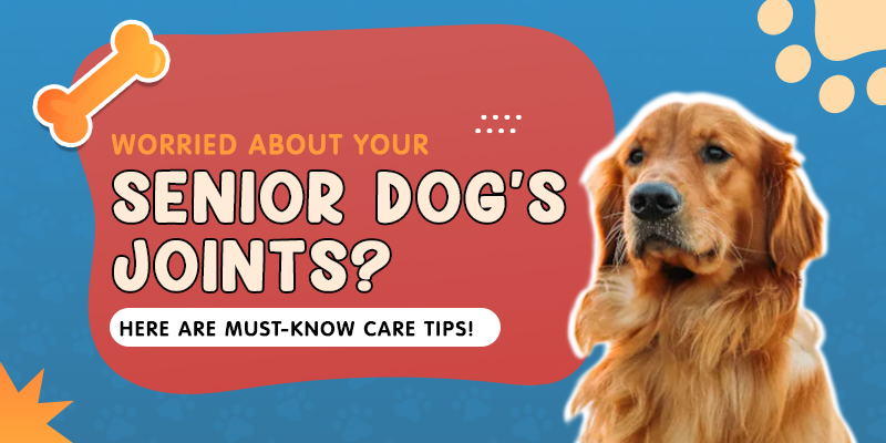 Worried About Your Senior Dog’s Joints? Here Are Must-Know Care Tips!